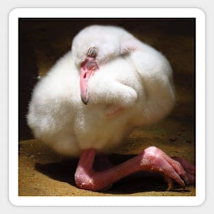 Caribbean Flamingo chick Sticker